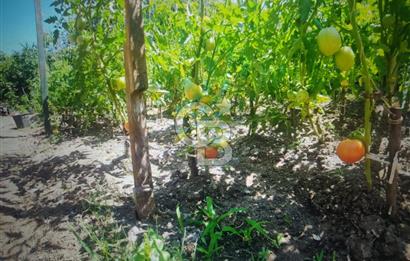 ÇINARCIK KORU, ALTINKORU VİLLARINDA SATILIK 3 + 1 İKİZ VİLLA