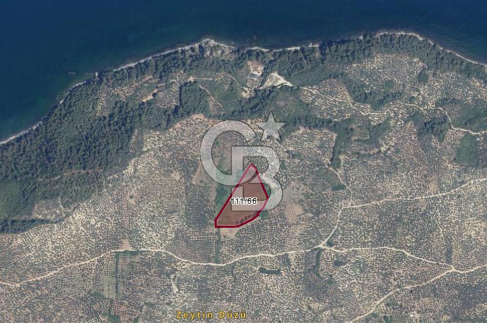 BURSA MUDANYA HALİLBEY'DE YATIRIMLIK TARLA DEĞERLİ LOKASYONDA