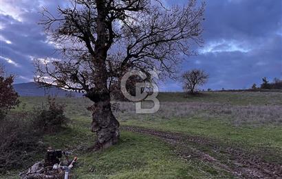 İZNİK MAHMUDİYEDE GENİŞ METRAJLI YATIRIMLIK TARLA 13.364 m²