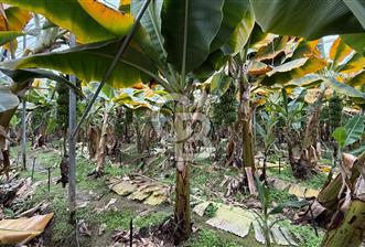 aktif muz serası - 2 - 334680