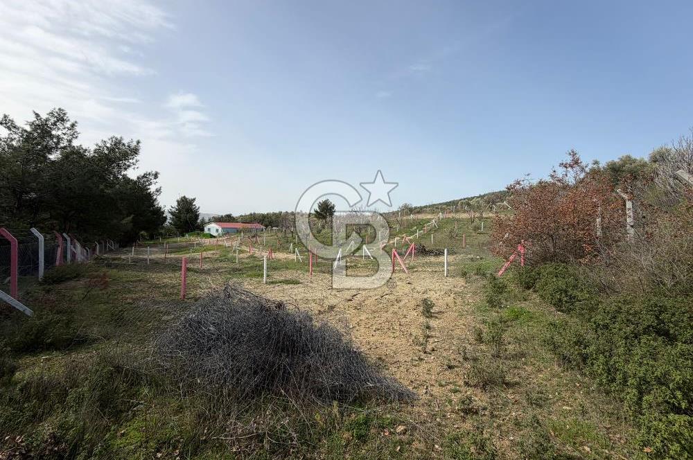 MUSELAND- Damlacık'ta 6521 m² Satılık Tarla - Müstakil Tapulu