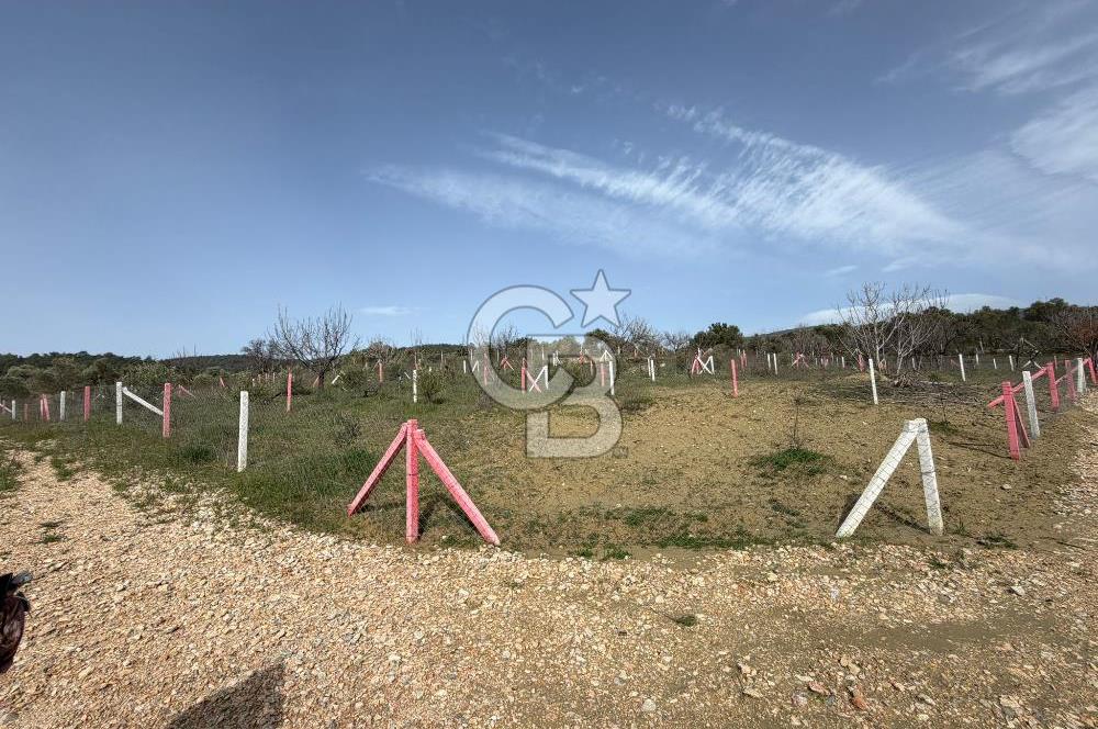 MUSELAND- Damlacık'ta 6521 m² Satılık Tarla - Müstakil Tapulu