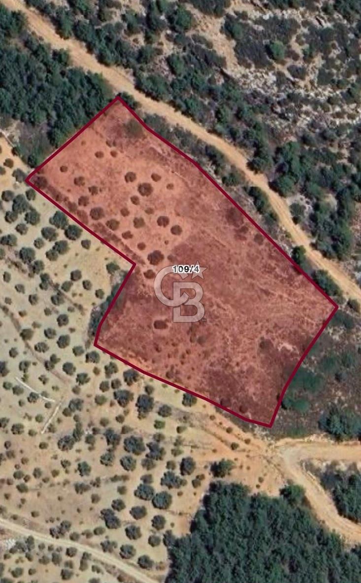 Datça Yaka Sındı’da Zeytincik Manzaralı , Yatırımlık Tarla | Palamutbükü’ne Yakın