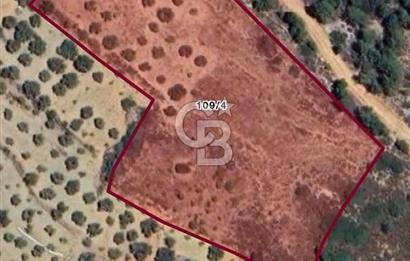 Datça Yaka Sındı’da Zeytincik Manzaralı , Yatırımlık Tarla | Palamutbükü’ne Yakın