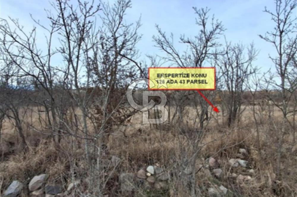 CB VİZYON’DAN ÇANKIRI ILGAZ BELÖREN KÖYÜ SATILIK TARLA  1.126m2