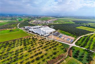 BÖLGENİN EN BÜYÜK SERASI GÜNER ÇİÇEKÇİLİK SATILIK - 6 - 334939