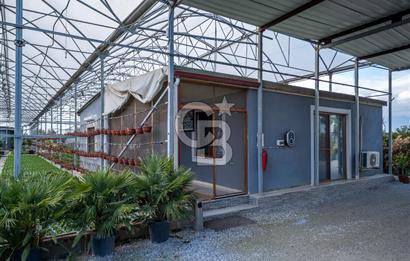 BÖLGENİN EN BÜYÜK SERASI GÜNER ÇİÇEKÇİLİK SATILIK