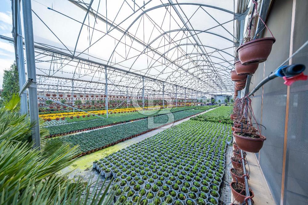 BÖLGENİN EN BÜYÜK SERASI GÜNER ÇİÇEKÇİLİK SATILIK