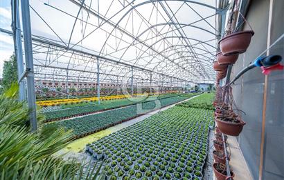 BÖLGENİN EN BÜYÜK SERASI GÜNER ÇİÇEKÇİLİK SATILIK