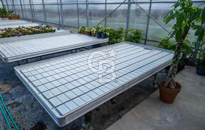 BÖLGENİN EN BÜYÜK SERASI GÜNER ÇİÇEKÇİLİK SATILIK