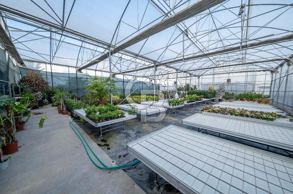 BÖLGENİN EN BÜYÜK SERASI GÜNER ÇİÇEKÇİLİK SATILIK