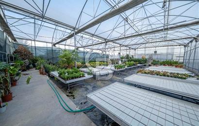 BÖLGENİN EN BÜYÜK SERASI GÜNER ÇİÇEKÇİLİK SATILIK