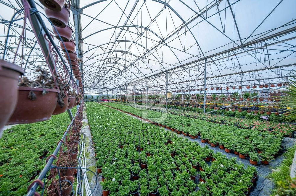 BÖLGENİN EN BÜYÜK SERASI GÜNER ÇİÇEKÇİLİK SATILIK