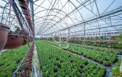 BÖLGENİN EN BÜYÜK SERASI GÜNER ÇİÇEKÇİLİK SATILIK