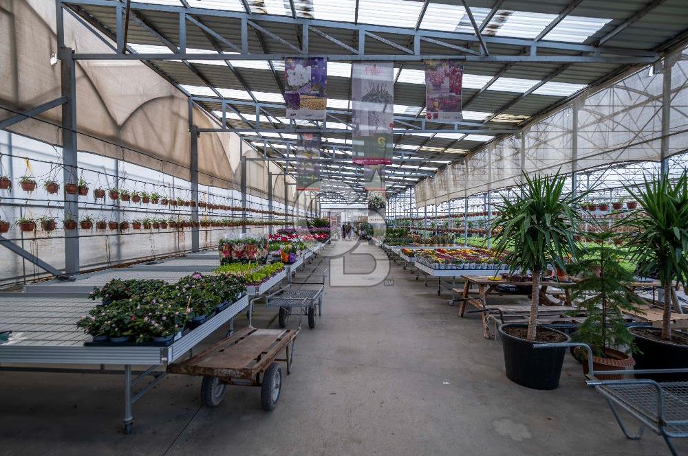 BÖLGENİN EN BÜYÜK SERASI GÜNER ÇİÇEKÇİLİK SATILIK