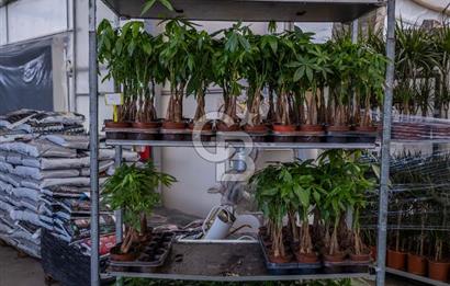 BÖLGENİN EN BÜYÜK SERASI GÜNER ÇİÇEKÇİLİK SATILIK