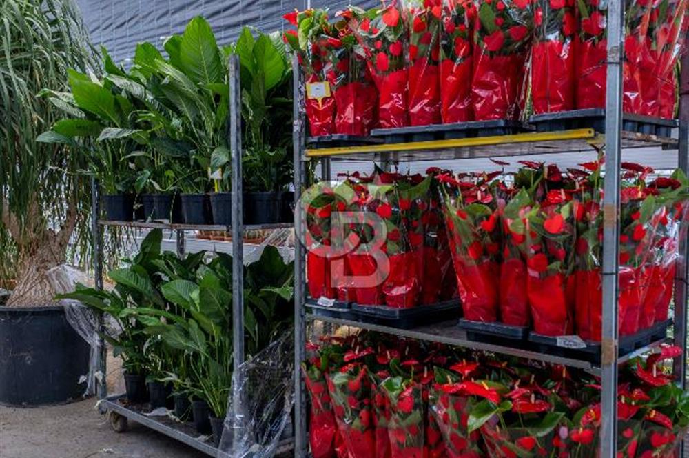 BÖLGENİN EN BÜYÜK SERASI GÜNER ÇİÇEKÇİLİK SATILIK
