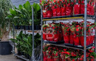 BÖLGENİN EN BÜYÜK SERASI GÜNER ÇİÇEKÇİLİK SATILIK