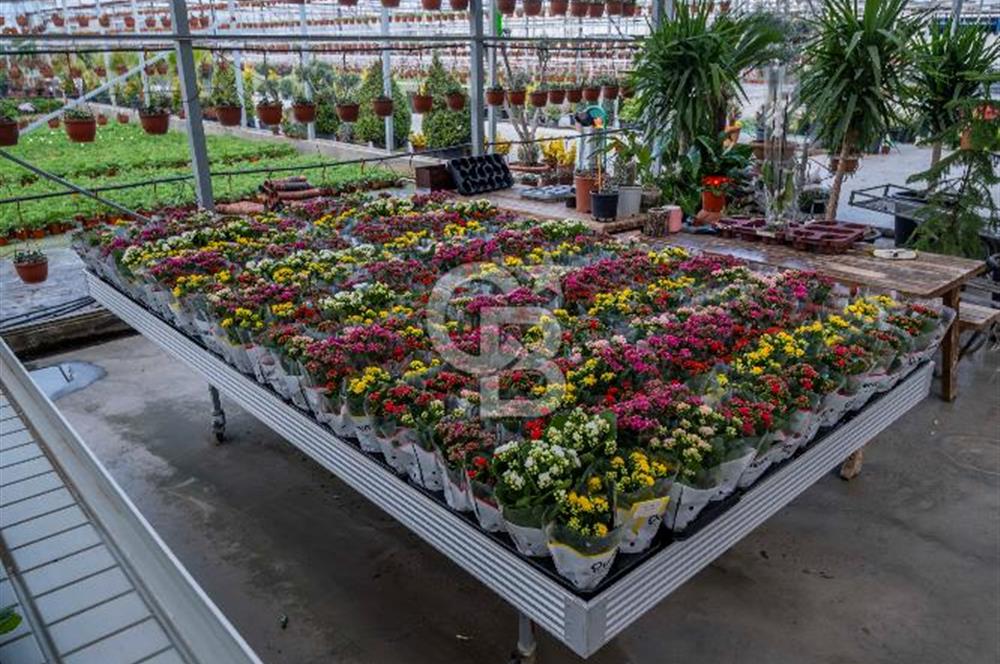 BÖLGENİN EN BÜYÜK SERASI GÜNER ÇİÇEKÇİLİK SATILIK