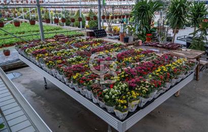 BÖLGENİN EN BÜYÜK SERASI GÜNER ÇİÇEKÇİLİK SATILIK