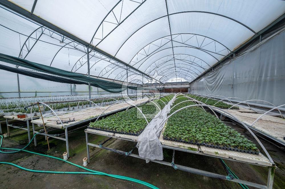 BÖLGENİN EN BÜYÜK SERASI GÜNER ÇİÇEKÇİLİK SATILIK