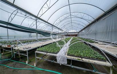 BÖLGENİN EN BÜYÜK SERASI GÜNER ÇİÇEKÇİLİK SATILIK