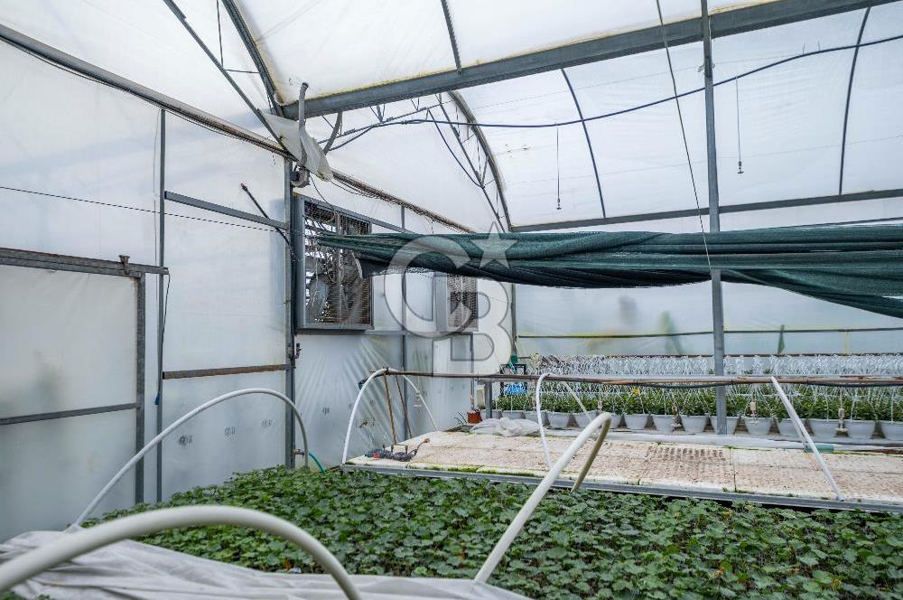 BÖLGENİN EN BÜYÜK SERASI GÜNER ÇİÇEKÇİLİK SATILIK