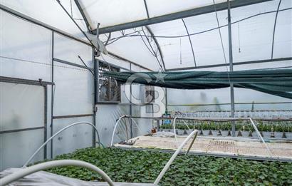 BÖLGENİN EN BÜYÜK SERASI GÜNER ÇİÇEKÇİLİK SATILIK