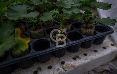 BÖLGENİN EN BÜYÜK SERASI GÜNER ÇİÇEKÇİLİK SATILIK