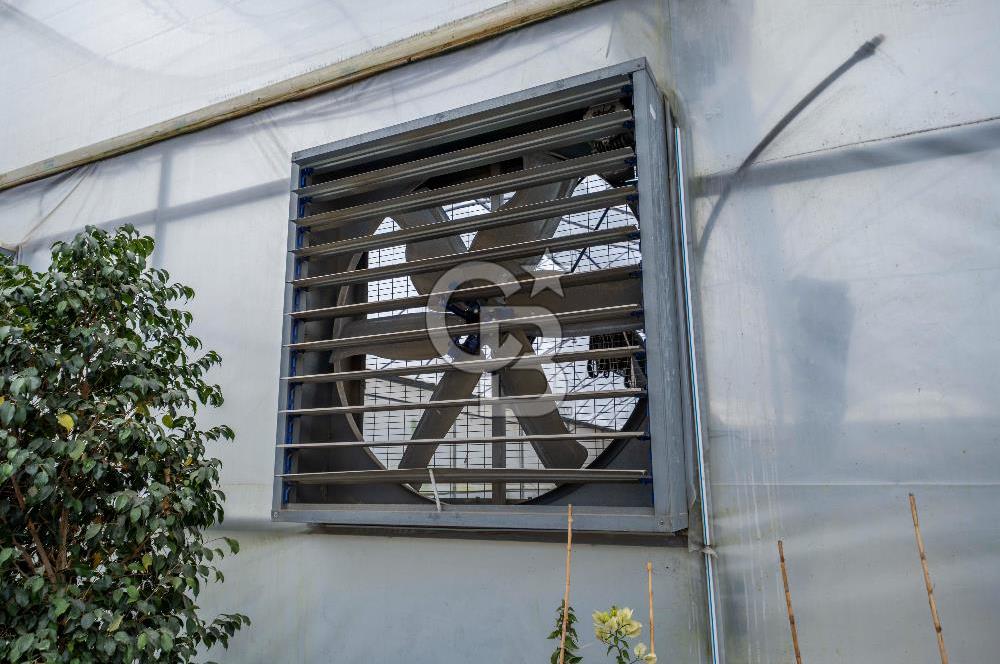 BÖLGENİN EN BÜYÜK SERASI GÜNER ÇİÇEKÇİLİK SATILIK