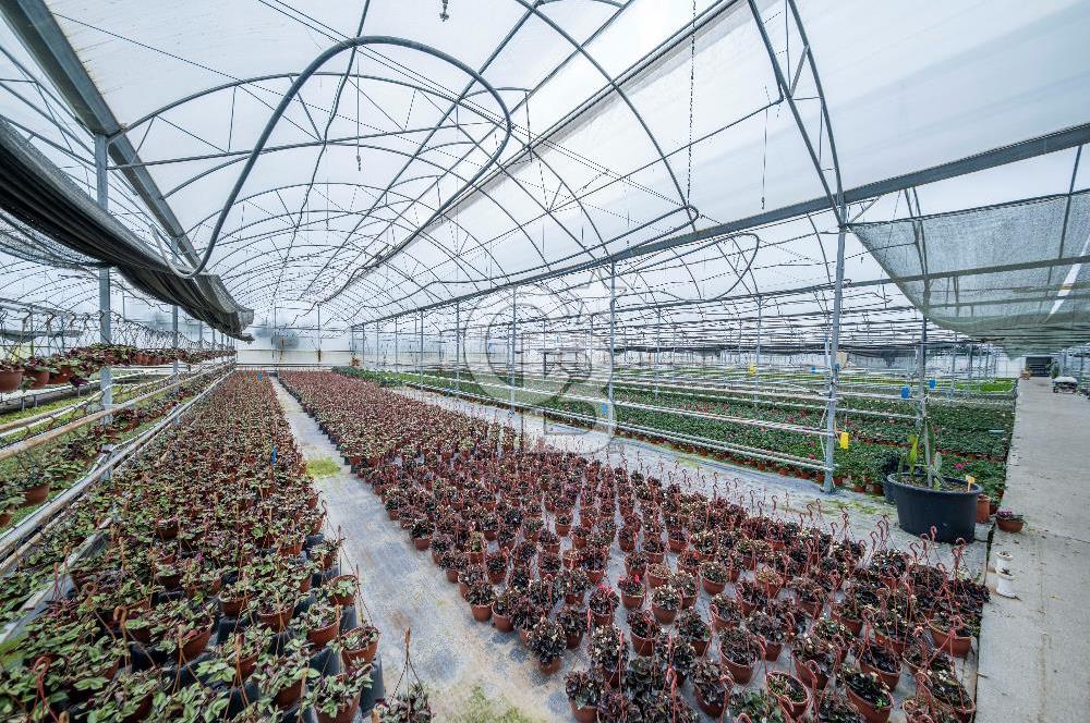 BÖLGENİN EN BÜYÜK SERASI GÜNER ÇİÇEKÇİLİK SATILIK