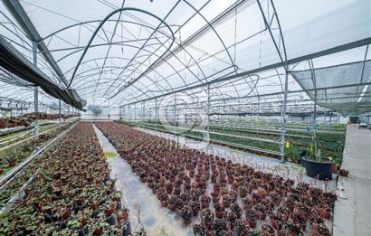 BÖLGENİN EN BÜYÜK SERASI GÜNER ÇİÇEKÇİLİK SATILIK