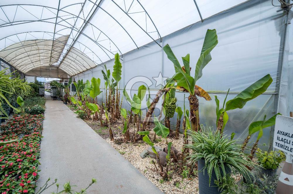 BÖLGENİN EN BÜYÜK SERASI GÜNER ÇİÇEKÇİLİK SATILIK