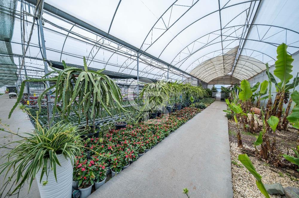 BÖLGENİN EN BÜYÜK SERASI GÜNER ÇİÇEKÇİLİK SATILIK