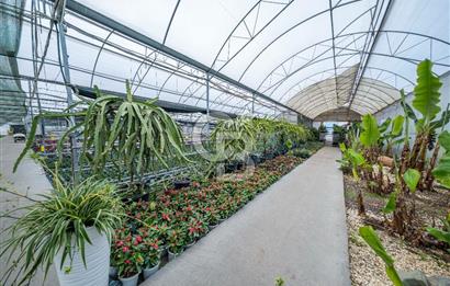 BÖLGENİN EN BÜYÜK SERASI GÜNER ÇİÇEKÇİLİK SATILIK