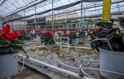 BÖLGENİN EN BÜYÜK SERASI GÜNER ÇİÇEKÇİLİK SATILIK