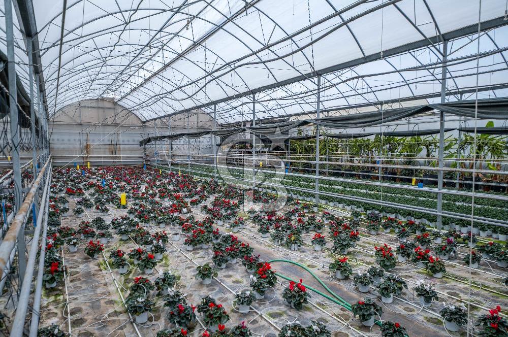 BÖLGENİN EN BÜYÜK SERASI GÜNER ÇİÇEKÇİLİK SATILIK