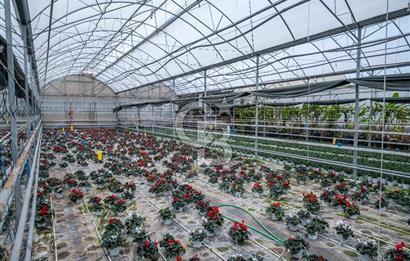 BÖLGENİN EN BÜYÜK SERASI GÜNER ÇİÇEKÇİLİK SATILIK