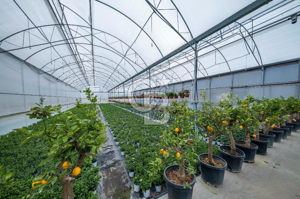 BÖLGENİN EN BÜYÜK SERASI GÜNER ÇİÇEKÇİLİK SATILIK