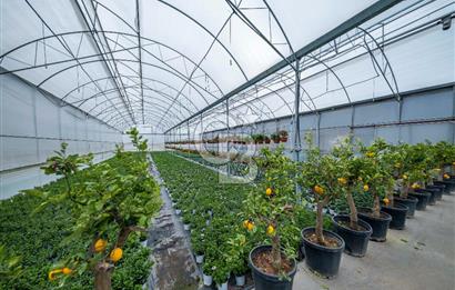 BÖLGENİN EN BÜYÜK SERASI GÜNER ÇİÇEKÇİLİK SATILIK