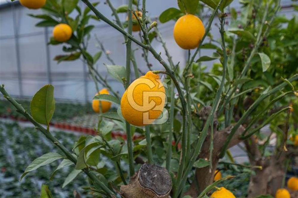 BÖLGENİN EN BÜYÜK SERASI GÜNER ÇİÇEKÇİLİK SATILIK