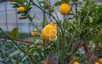 BÖLGENİN EN BÜYÜK SERASI GÜNER ÇİÇEKÇİLİK SATILIK