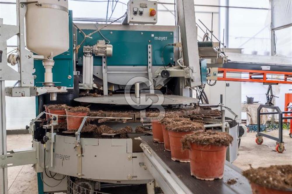 BÖLGENİN EN BÜYÜK SERASI GÜNER ÇİÇEKÇİLİK SATILIK