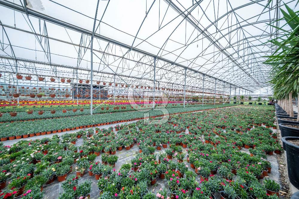 BÖLGENİN EN BÜYÜK SERASI GÜNER ÇİÇEKÇİLİK SATILIK