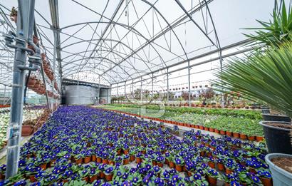 BÖLGENİN EN BÜYÜK SERASI GÜNER ÇİÇEKÇİLİK SATILIK