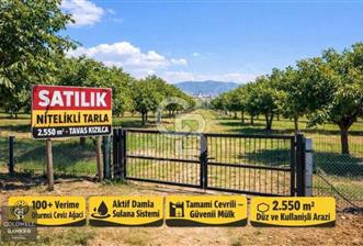Denizli Tavas Kızılcada Nitelikli Tarla - 1 - 334962