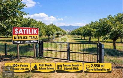 Denizli Tavas Kızılcada Nitelikli Tarla