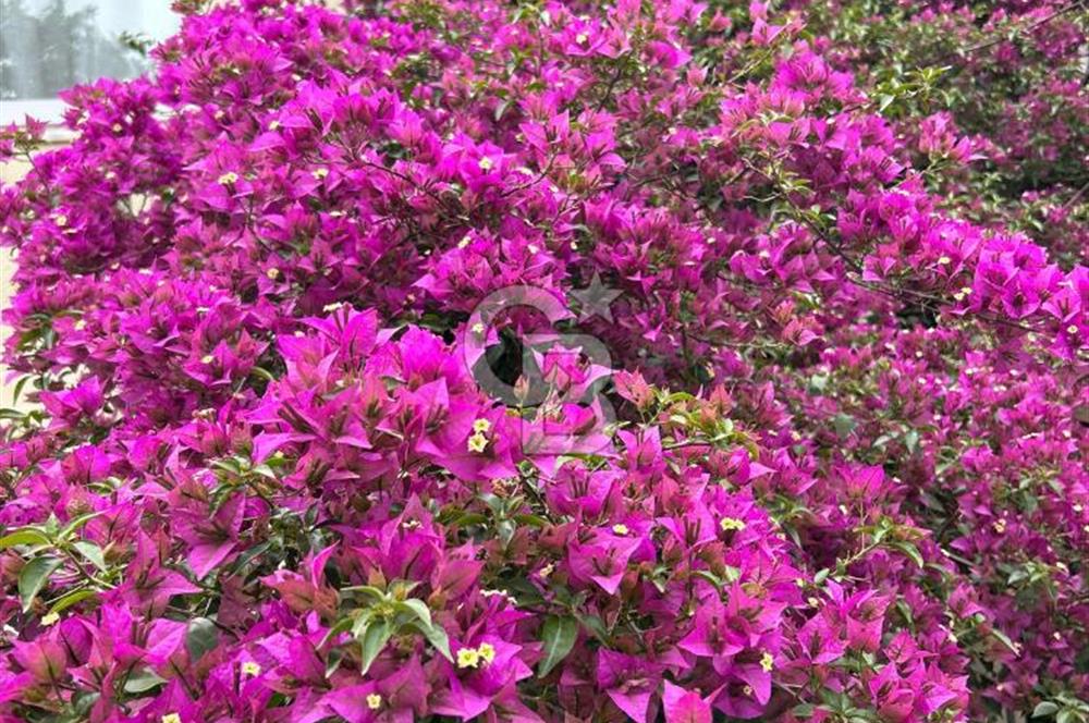 Eyüpsultan Topçularda Özel garajlı Bahçeli Müstakil Dubleks 