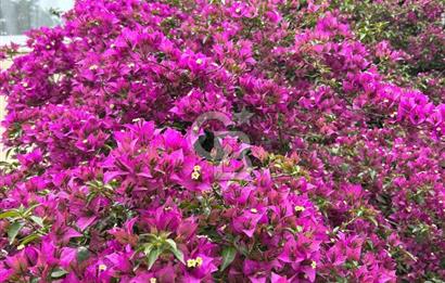 Eyüpsultan Topçularda Özel garajlı Bahçeli Müstakil Dubleks 