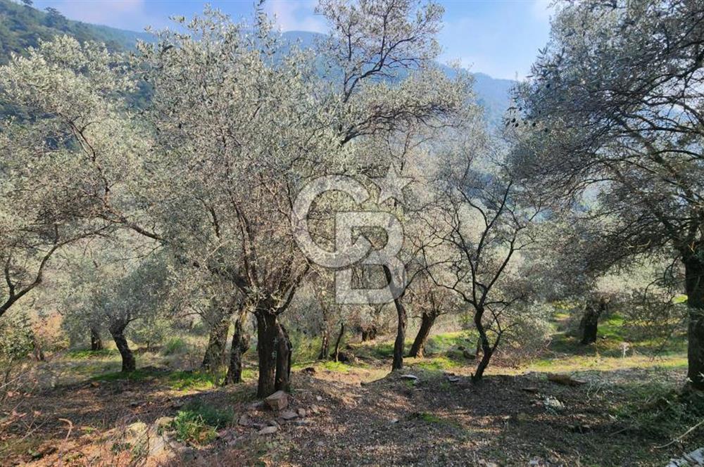 Manzaralı, Verimli Zeytinlik: 4365m², 450 Ağaç, Yatırım Fırsatı!
